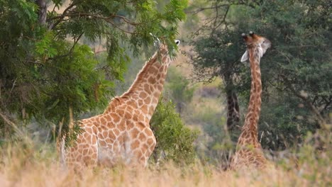 Wilde-Giraffen,-Die-An-Einem-Sonnigen-Tag-Von-Bäumen-Im-Busch-In-Südafrika-Fressen