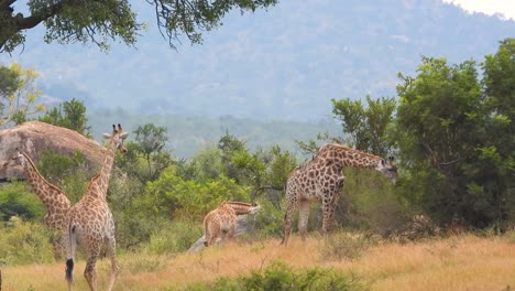 Wild-giraffes-eating-and-walking-around-in-the-bush,-in-South-Africa-on-a-sunny-day