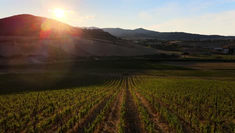 Aerial-panoramic-landscape-view-of-vineyard-rows,-in-the-hills-of-Tuscany,-in-the-italian-countryside,-at-dusk