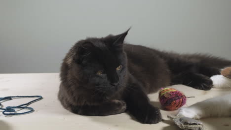 Black-maine-coon-cat-sleeping-and-looking-around-with-toys