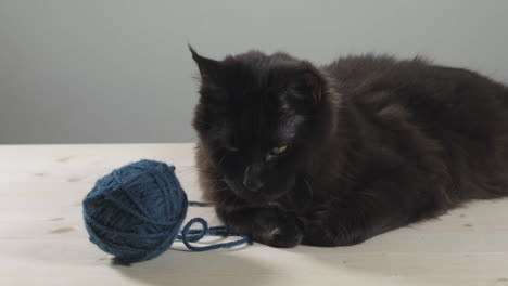 Black-maine-coon-cat-with-ball-of-yarn-laying-down-on-a-wooden-table