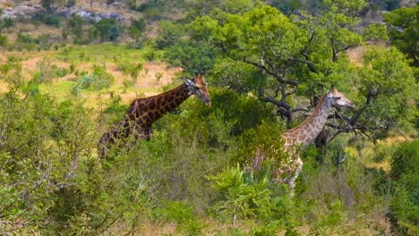 Two-giraffes-walk-through-the-bush-in-an-African-nature-reserve