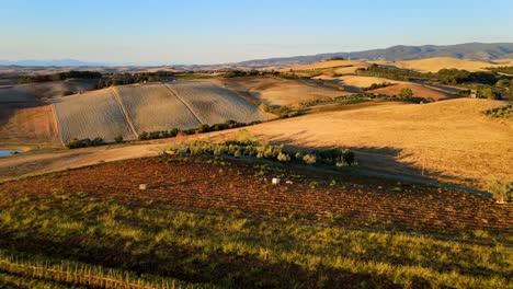 Aerial-panoramic-landscape-view-over-Tuscany-hills-with-many-vineyard-rows,-in-the-italian-countryside,-at-sunrise