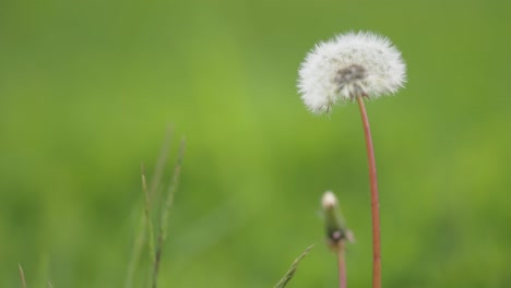 A-delicate-fluffy-dandelion-seedball