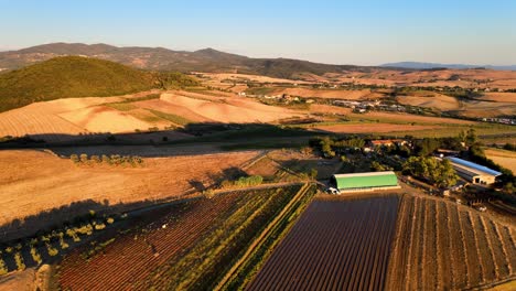 Aerial-view-over-Tuscany-hills-with-many-vineyard-rows,-in-the-italian-countryside,-at-sunrise