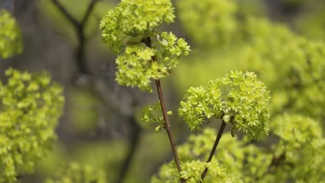 Schöne-Gelbgrüne-Blüten-An-Den-Blattlosen-Zweigen