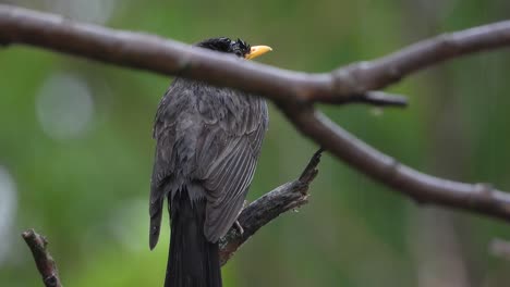 Bird-Standing-on-Branch-on-a-Rainy-Day