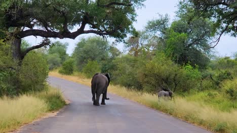 African-Savanna-Elephant-with-baby-walks-into-the-bush