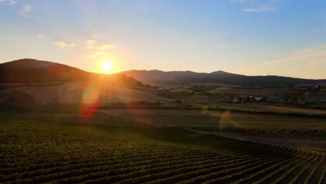 Aerial-panoramic-landscape-view-of-vineyard-rows,-in-the-hills-of-Tuscany,-italian-countryside,-at-sunrise