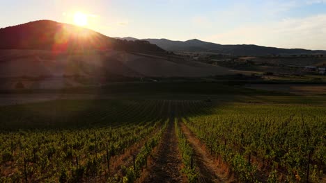 Aerial-panoramic-landscape-view-over-vineyard-rows,-in-the-hills-of-Tuscany,-in-the-italian-countryside,-at-sunset