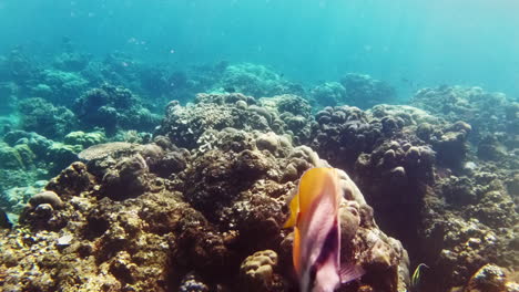 Sunburst-butterflyfish-looks-at-camera-before-swimming-away-while-snorkelling-in-the-crystal-clear-sea-waters-of-Pulau-Menjangan-island,-Bali,-Indonesia