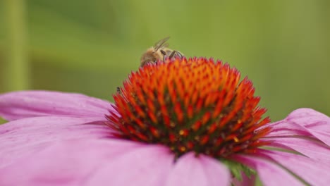 Eine-Nahaufnahme-Einer-Biene,-Die-Pollen-Von-Einem-Violetten-Und-Orangefarbenen-Sonnenhut-Sammelt