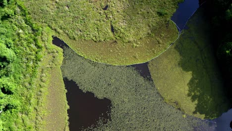 Lago-Oxbow:-Con-Líneas-Gráficas-En-El-Río-Kinabatangan,-Se-Encuentra-En-El-Estado-Malasio-De-Sabah.