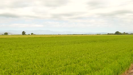Verdant-Landscape-Of-An-Agricultural-Land-With-Rice-Fields