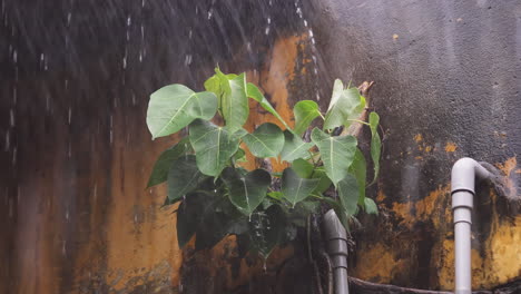 Heavy-rain-falling-on-plant-growth-on-the-weathered-yellow-apartment-wall