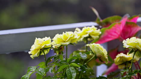 Close-up-rain-falling-on-a-garden-balcony-with-yellow-roses,-beautiful-blurred-greenery-background