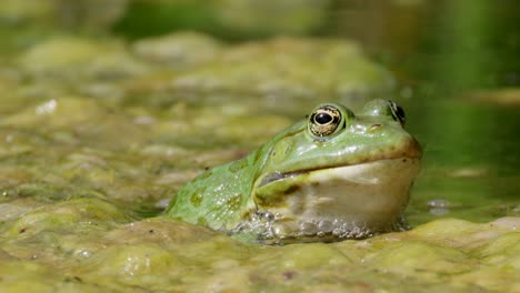 Green-Frog-resting-between-thick-algae-swamp-in-wilderness,close-up