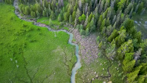 Aerial-view-of-colorful-grassland-forest-with-animal-tracks-and-creek-running-through