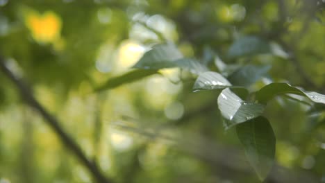 Rain-Drops-on-Green-Leaves-in-the-Forest