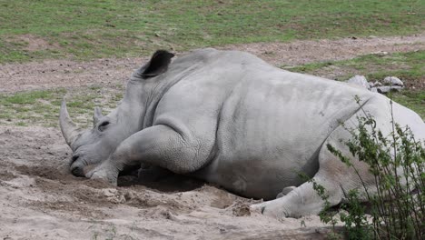 Toma-Estática-De-Rinoceronte-Blanco-Tumbado-Sobre-Y-En-El-Desierto-Descansando-En-Un-Caluroso-Día-De-Verano.