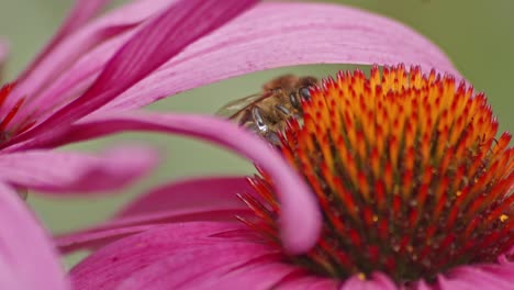 Extremes-Makro-Einer-Honigbiene,-Die-Pollen-Unter-Einem-Blütenblatt-Auf-Einem-Orangefarbenen-Sonnenhut-Sammelt