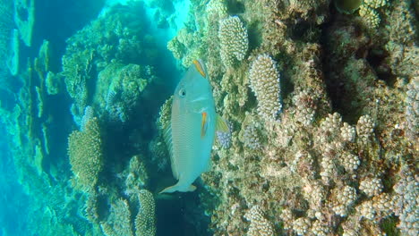 Beautiful-Yellowlip-Emperor-fish-swimming-in-coral-reef,-Lifou-New-Caledonia