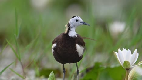 Extreme-Closeup-of-Pheasant-tailed-Jacana-with-white-water-lily-Flowers