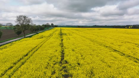 Huge-yellow-rapeseed-plantation-field,-scenic-route-with-car-driving-to-horizon