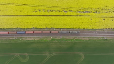 Top-down-view-of-cargo-train-riding-through-rural-agriculture-canola-fields