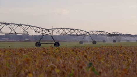 Large-farming-sprinklers-watering-early-morning-sunrise-on-commercial-farm