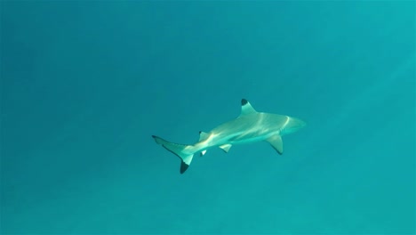 Black-tip-reef-shark-swimming-through-deep-blue-ocean-with-stunning-light-rays-shining-through