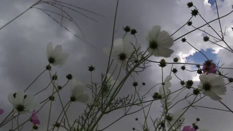 Time-lapse-of-cosmos-dancing-under-a-cloudy-sky