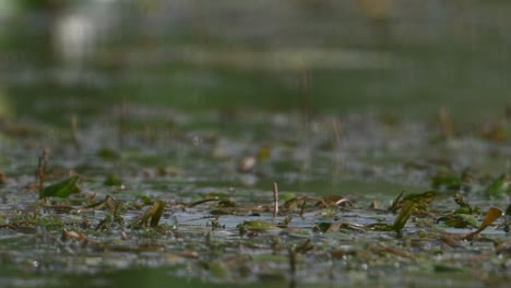 Pheasant-tailed-Jacana-Bird-in-wetland