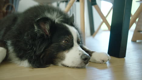 Dog-lying-sleepy-on-the-floor-beneath-the-dining-room-table,-camera-zooms-slowly-in