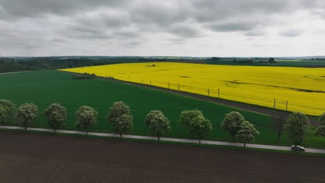 Static-panorama-view-of-cultivated-farmland-with-yellow-canola-field,-car-ride