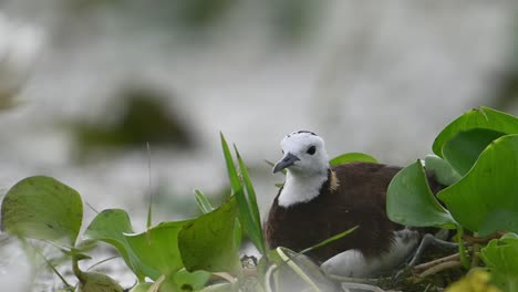 Pheasant-tailed-Jacana-Sitting-on-Eggs