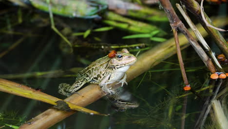 Daruma-Pond-Frog-Leaning-on-Drown-Leaf-in-Fresh-Water---closeup