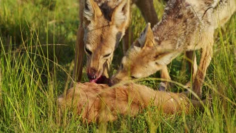 Close-shot-of-Jackal-with-a-kill,-feeding-on-prey-with-blood-bloody-mouth,-natural-selection-in-ecosystem-of-Maasai-Mara-National-Reserve,-Kenya,-Africa-Safari-Animals