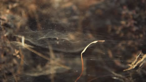 Closeup-focus-shot-of-cobweb-in-woods-revealing-nature's-delicate-masterpiece
