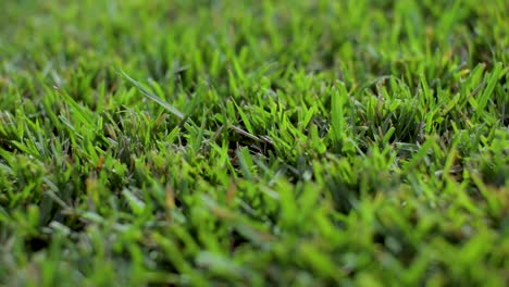 Close-up-of-grass-on-sod-farm-dolly-shot