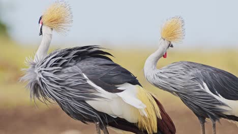 Grey-Crowned-Cranes-grazing-on-the-Mara-river-bank,-beautiful-plumage,-colourful-African-bird-Wildlife-in-Maasai-Mara-National-Reserve,-Kenya,-Africa-Safari-Animals