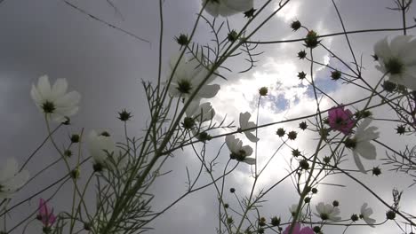 Cosmos-dance-before-a-cloudy-sky