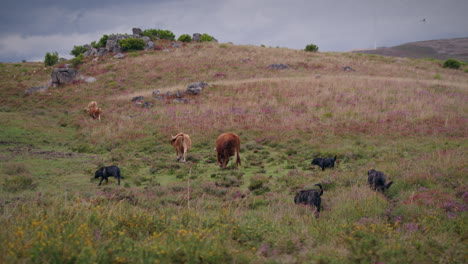 Geres-Nationalpark-Schöne-Schäferhunde,-Die-Kühe-Bewachen,-Totale