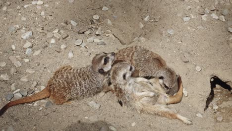 three-adorable-meerkats-on-the-ground