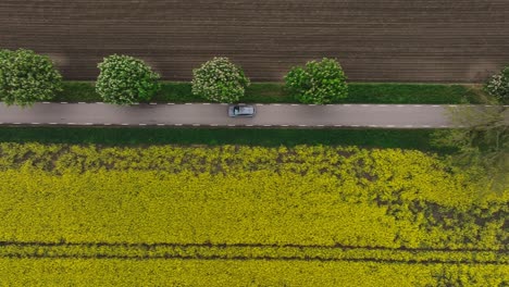 Top-down-aerial-view-car-riding-through-picturesque-landscape-with-canola-field