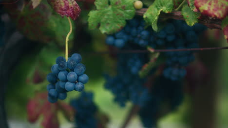 red-grapes-cluster-in-a-small-vineyard-slow-motion-gimbal-shot