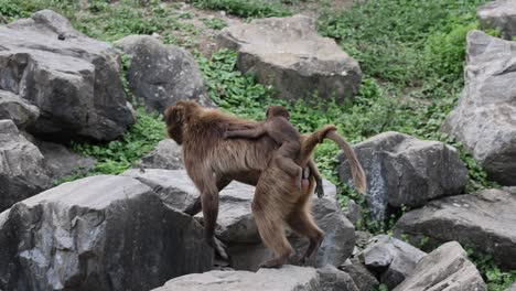 Slow-Motion-shot-of-gelada-monkey-with-baby-on-back-walking-on-rocks-in-nature