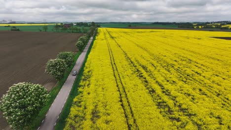 Drone-descend-over-yellow-rapeseed-field-and-car-riding-on-asphalt-road