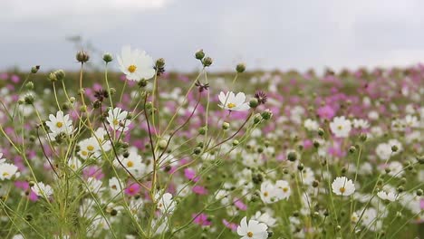 Cosmos-blossoms-dance-in-the-breeze-1