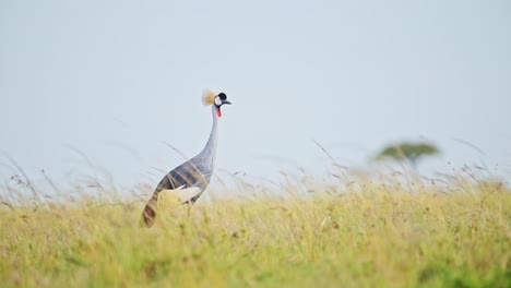 Slow-Motion-Shot-of-Grey-Crowned-Crane-grazing-in-the-tall-grasslands-in-windy-conditions,-bending-down-and-eating-grasses-in-Masai-Mara-North-Conservancy,-Exotic-African-Wildlife
